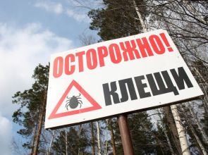 Сезон клещей: как обезопасить себя в походах и наслаждаться природой без лишнего риска