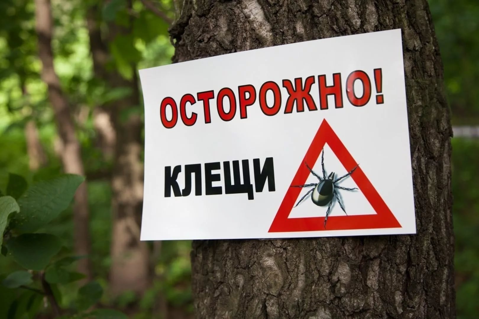Предупреждение о клещах в лесу